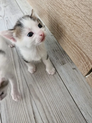 Katzen babys zu verkaufen 