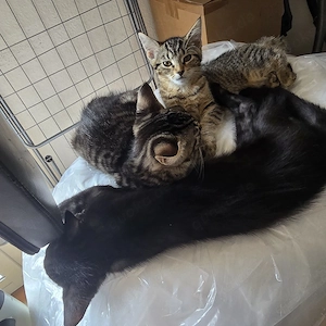 baby katze 