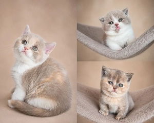 Britisch Kurzhaar Kitten lilac tortie white bkh kater katze