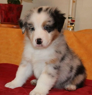 Traumhafte Australian Shepherd Welpe suche Traumzuhause