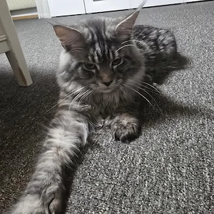 katar meincoon