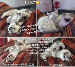 Perser Mix Kätzchen 
