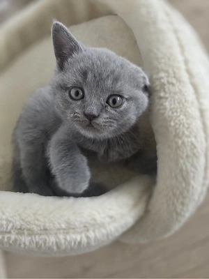 BKH Kitte junge Voll Süß