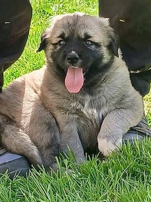 Leonberger Kangal Mix Welpen