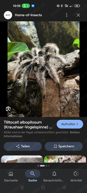 Gebe eine Kraushaar Vogelspinne ab 