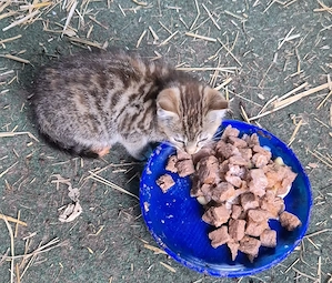 Katze Kater 8 Wochen alt siehe Bild