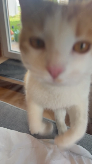 Katze Mischling 9 Monate weibchen zu verkaufen