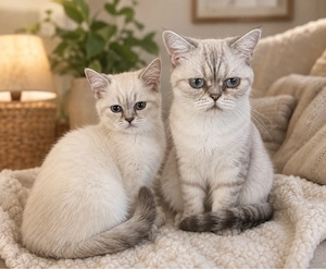 Zwei liebevolle BKH-Katzen suchen gemeinsam ein Zuhause   