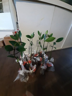 Rote Meerwasser Mangroven (Rhizophora mangle)
