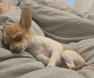 Chihuahua Weibchen 