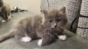 Norwegische waldkatze mix Ragdoll Katze 