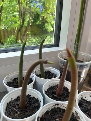 Rote Meerwasser Mangroven (Rhizophora mangle)