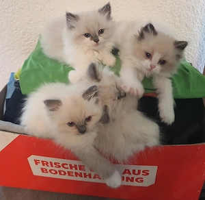 Ragdoll Kitten 