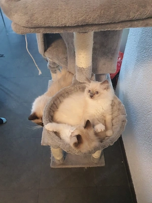 Ragdoll Kitten 