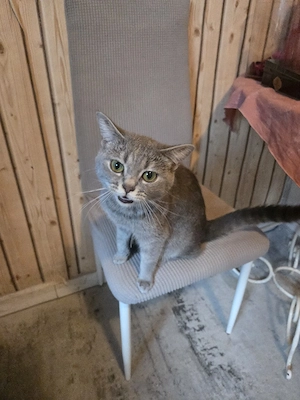 BKH-Katze mit 5 Kitten zu verkaufen   nur zusammen.  Die Mama ist geimpft. Die Katze und ihre 5 Kitt