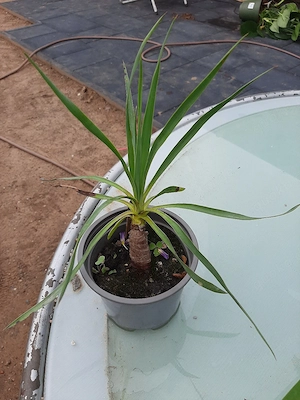 Yucca-Palmen