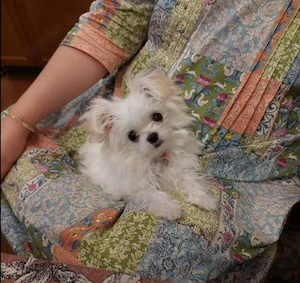 Malteserwelpe zur Adoption
