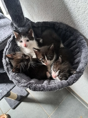Katzenbabys zu verkaufen 