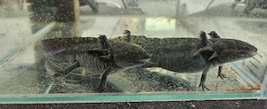 Axolotl dunkle Wildlinge