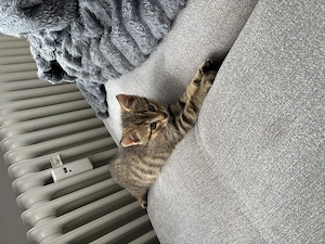 12 Wochen alten Kater abzugeben