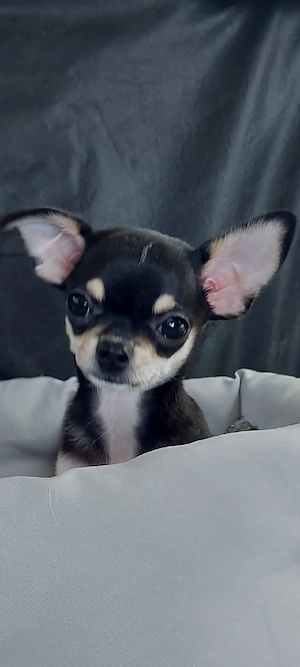 Mini Chihuahua 