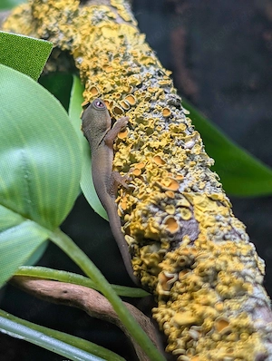 Madagaskar-Taggeckos Nachzucht