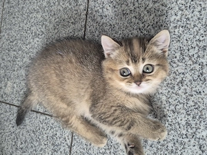  Süße BKH kitten 