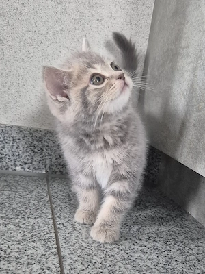  Süße BKH kitten 