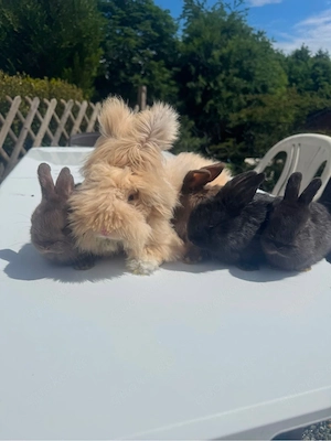 angora kaninchen 