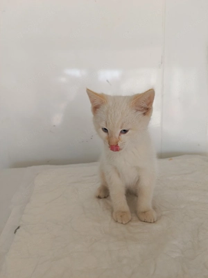 Katze, Katzenbaby, Babykatze