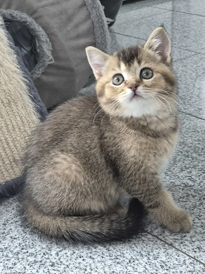  Süße BKH kitten nur noch zwei