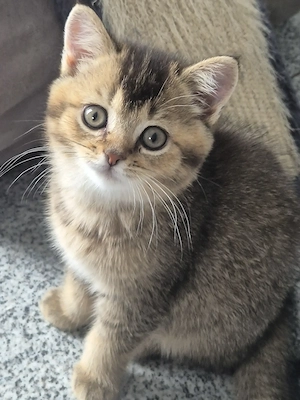  Süße BKH kitten 