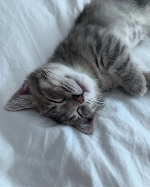 BKH Kitten (männlich) 