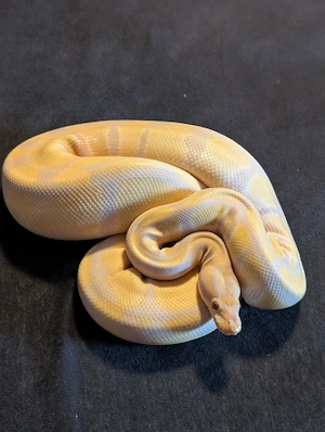 Lavender Albino het pied.