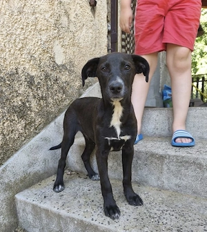 BAKO 4MON 6kg Labrador Mix Rüde Kinderlieb in KROATIEN 