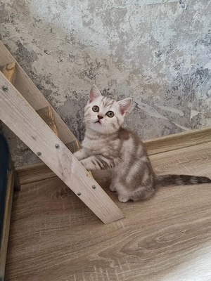BKH Kitten Abgabe Bereit noch ein Mädchen frei