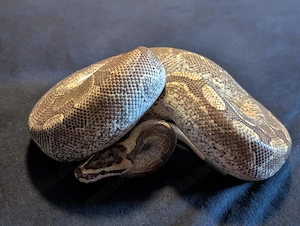 Super Enchi Fire het pied.