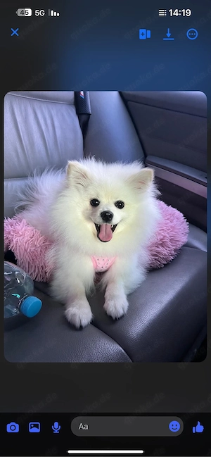    Süßer Pomeranian (Zwergspitz) 