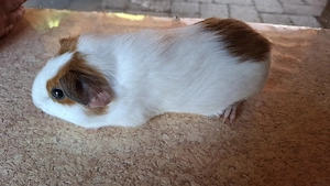 Meerschweinchen Böckchen 