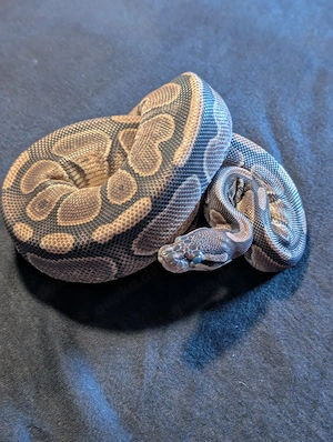 Enchi Cinnamon Fire het Albino Pos het pied
