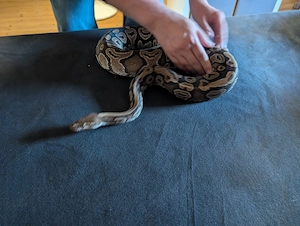 Het pied 0.1
