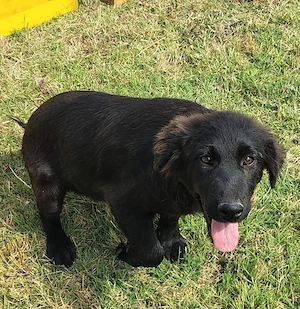 Evan, 5 Monate, Mischling, a.d.Tierschutz, sucht Happy-Home 