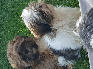 Zwei süße Shih Tzu Welpen