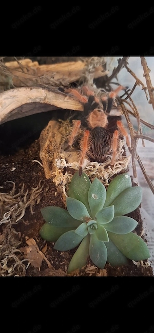 Spinnen Auflösung Terrarium 