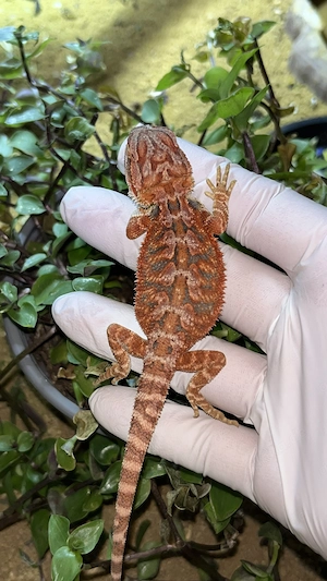 Bartagame NZ Half Red Monster 