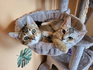 BKH-Bengal Mix Kater