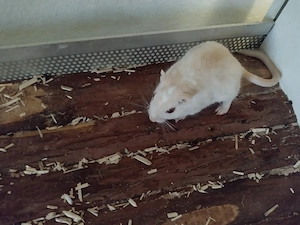 Wüstenrennmaus (Gerbil) weiblich, geboren Dezember '24, hellgelb-beige