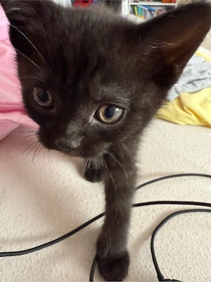 BKH Kitten 