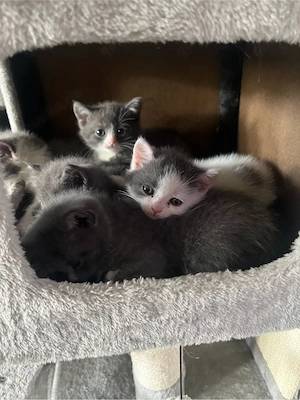 bkh kitten 