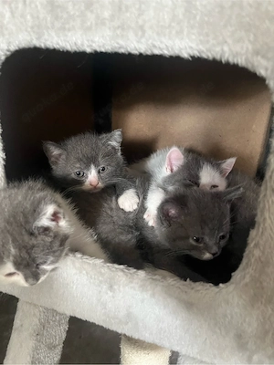 bkh kitten 